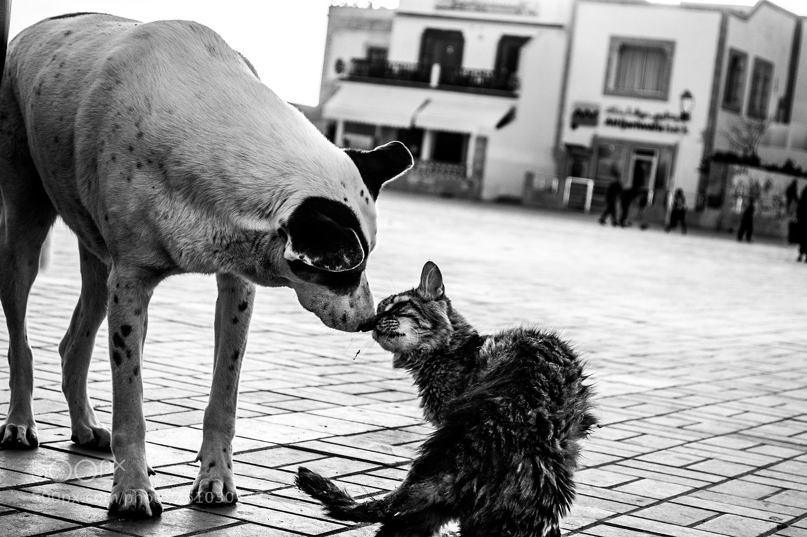Nikon D3100 sample photo. Love has no rules. photography