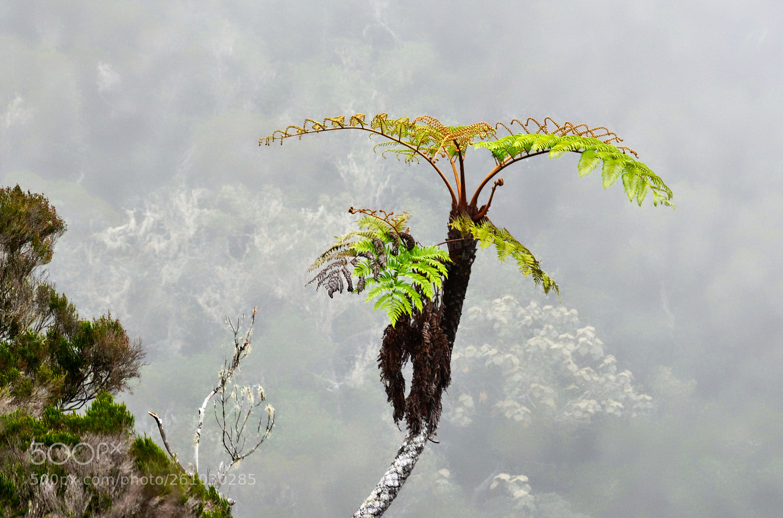 Nikon D7000 sample photo. Tree fern photography