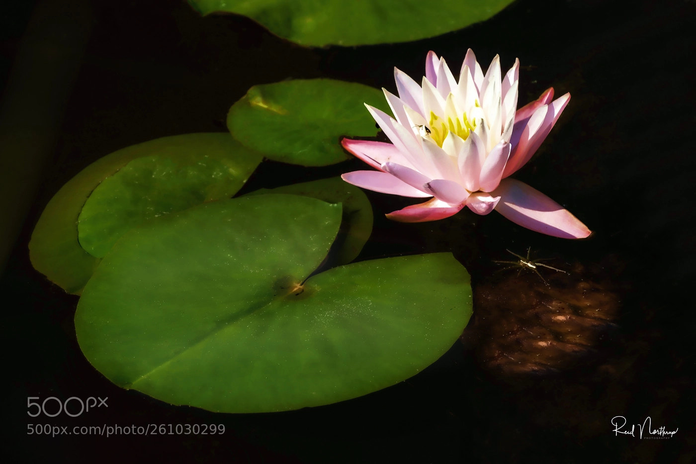 Nikon D850 sample photo. Flower and lily pad photography