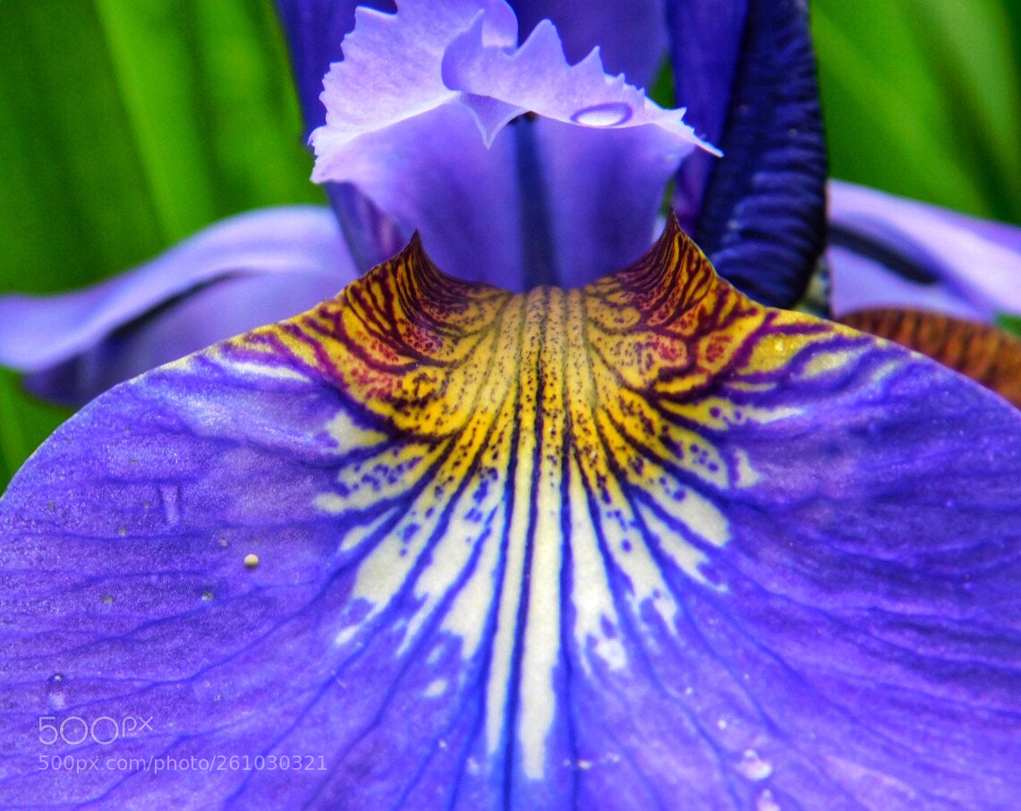 Nikon Coolpix B500 sample photo. Purple petal photography