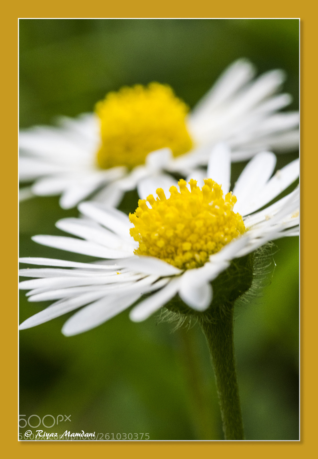 Nikon D500 sample photo. Flowers in my garden photography