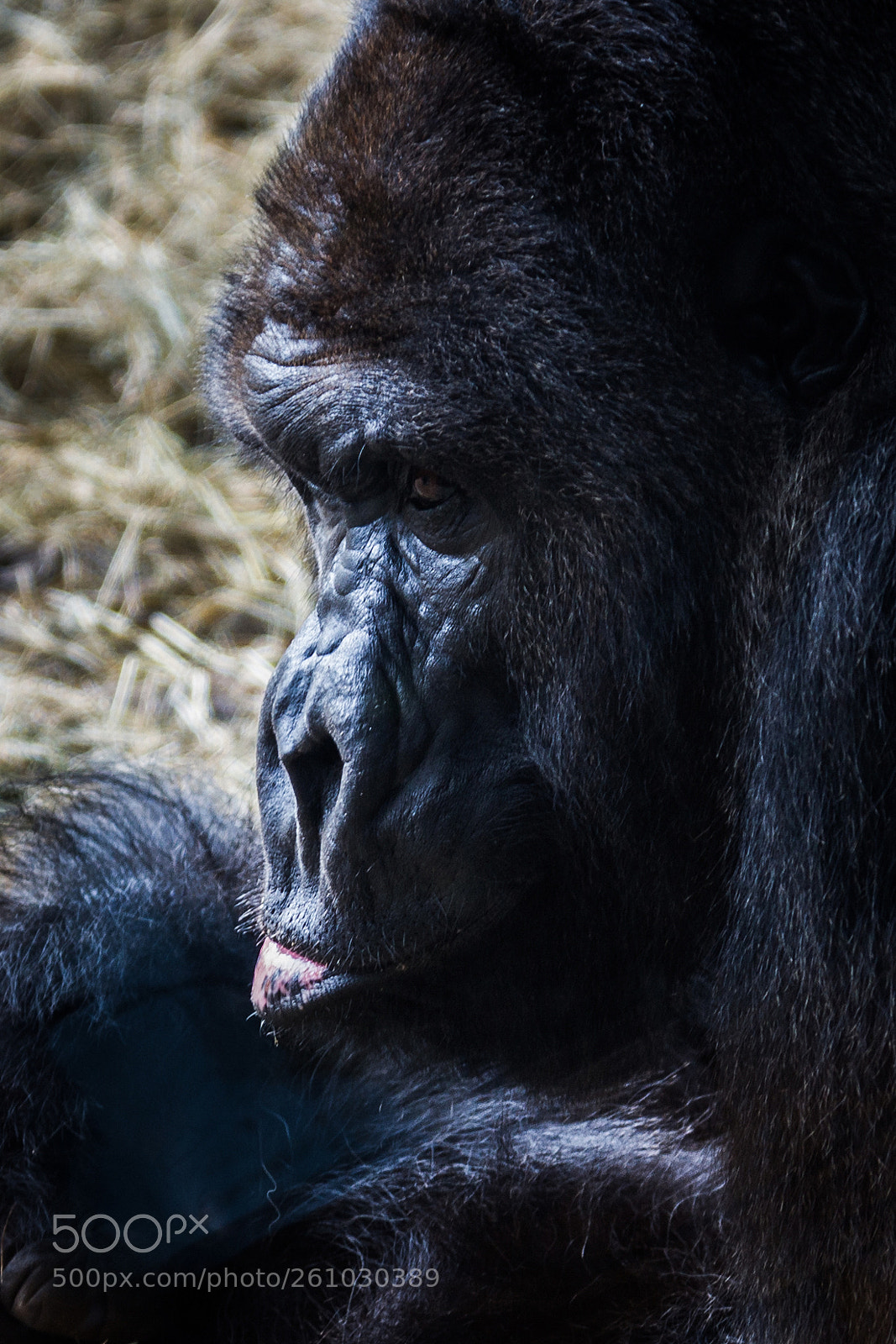 Canon EOS 7D sample photo. Gorilla photography