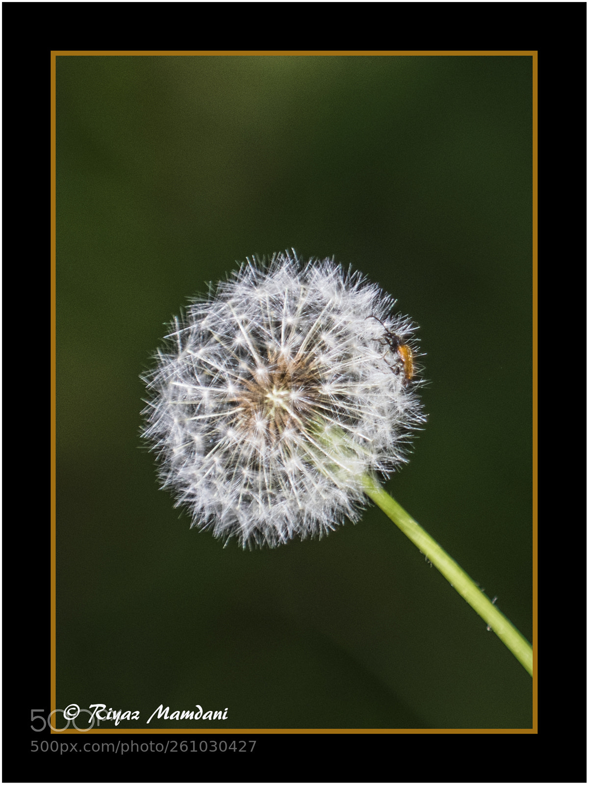 Nikon D500 sample photo. Flowers in my garden photography