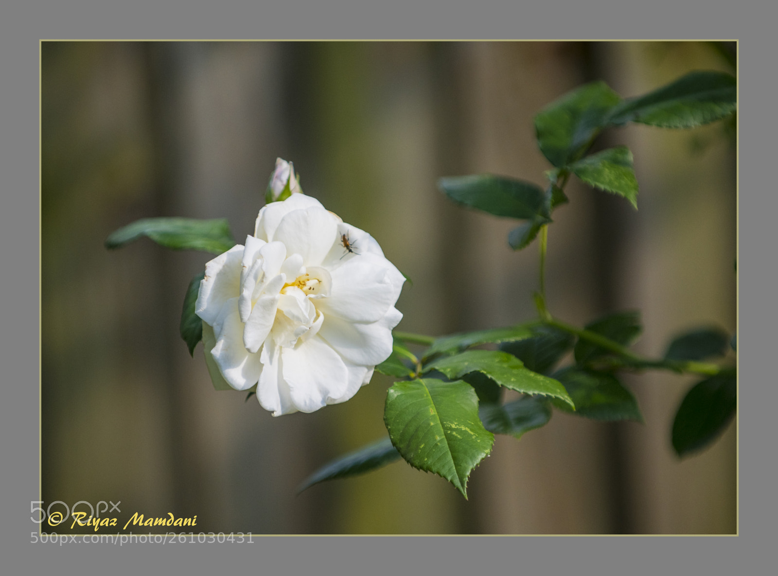 Nikon D500 sample photo. Flowers in my garden photography