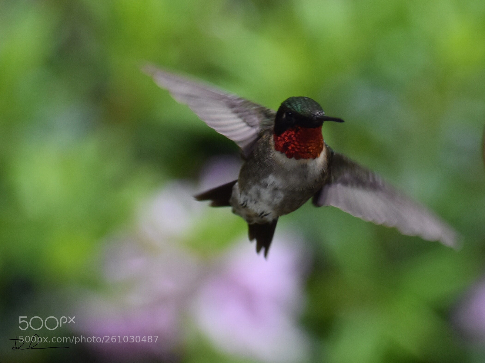 Nikon D3400 sample photo. Hummingbird 
male  photography