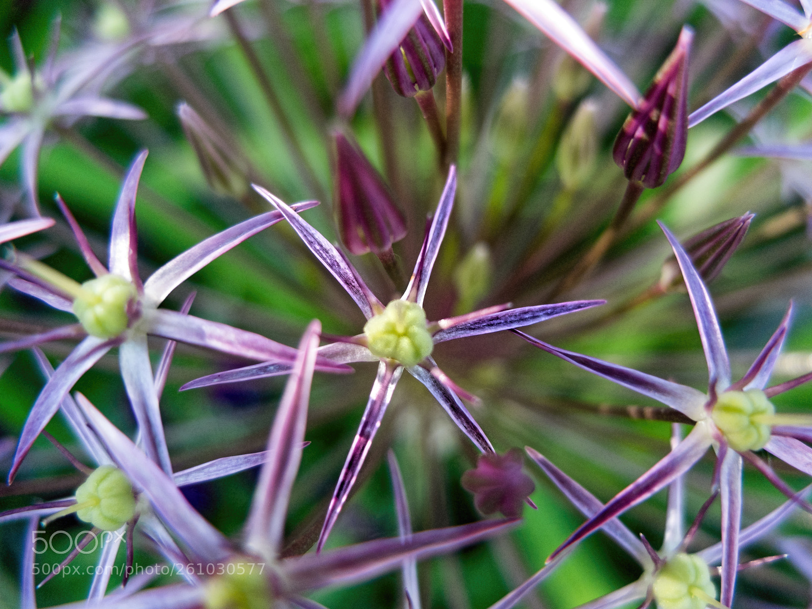 Fujifilm X10 sample photo. Allium photography