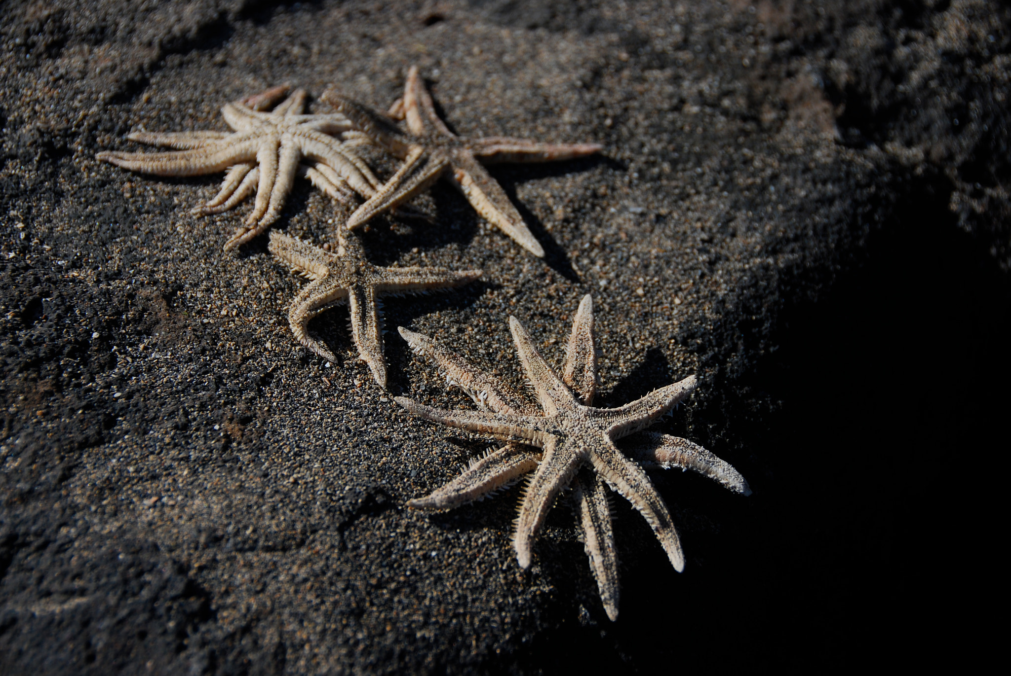 Nikon D80 sample photo. Starfish at mulinu'u.  apia, samoa. photography