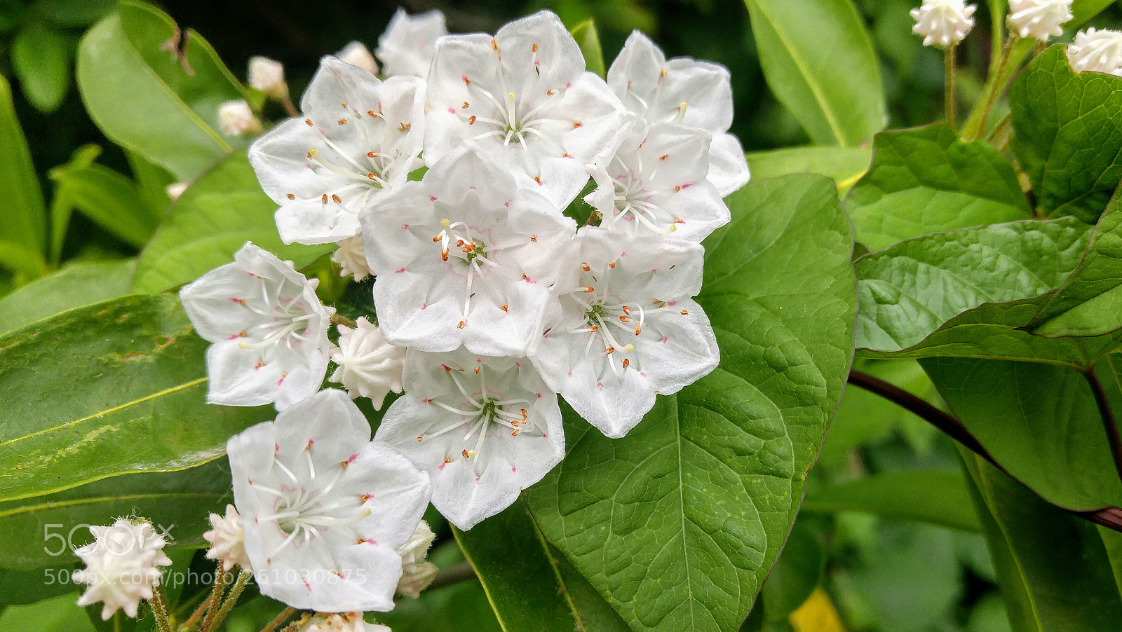 LG G4 sample photo. Beautiful shrub blossoms photography