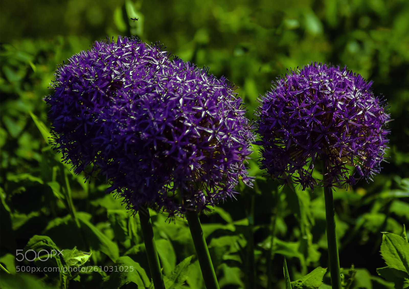 Nikon D3400 sample photo. Purple blooms and grass photography
