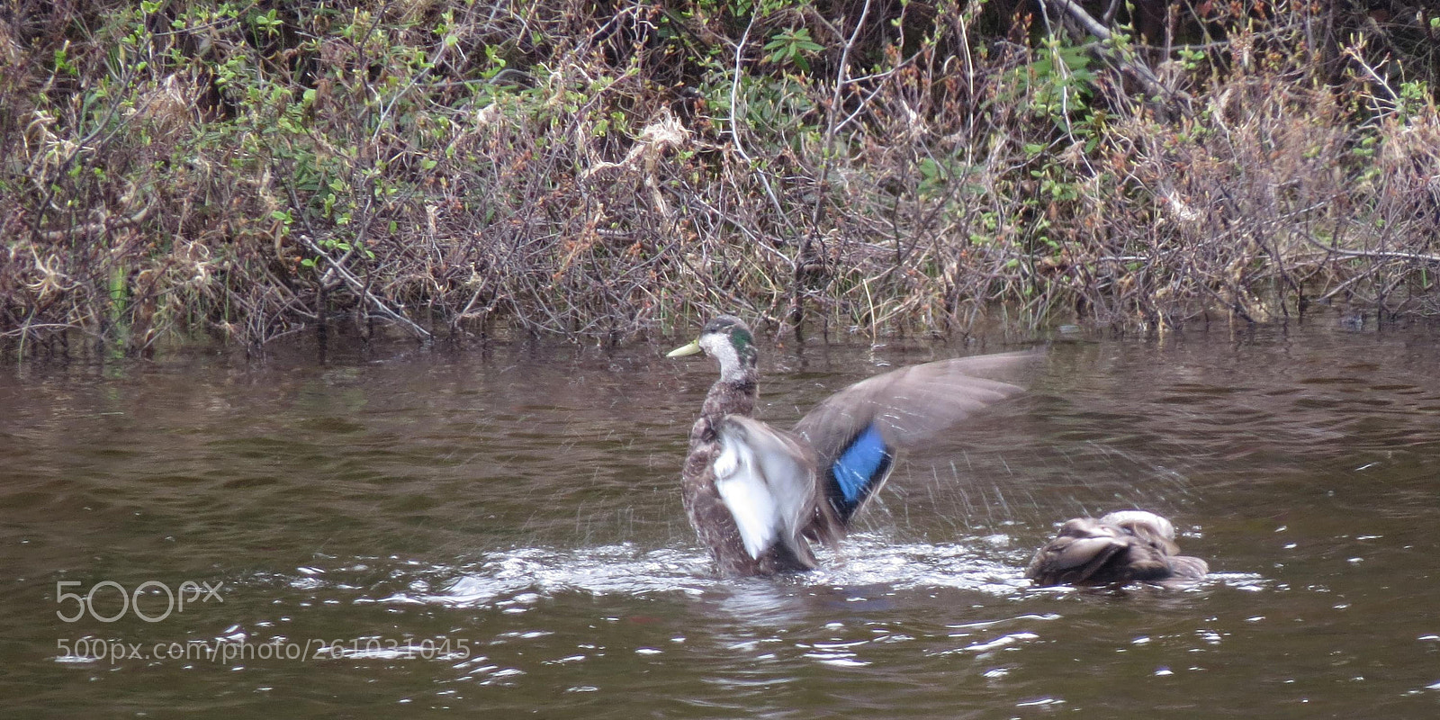 Canon PowerShot SX50 HS sample photo. Cleaning and preening! photography