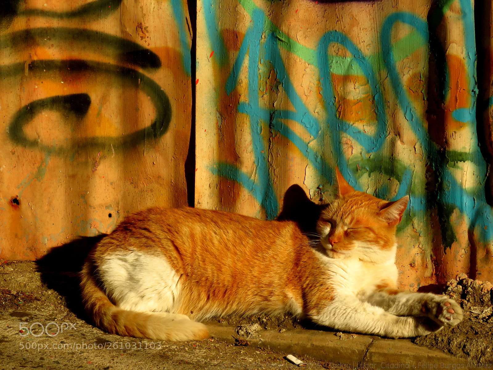 Canon PowerShot SX60 HS sample photo. Lazy cat life photography