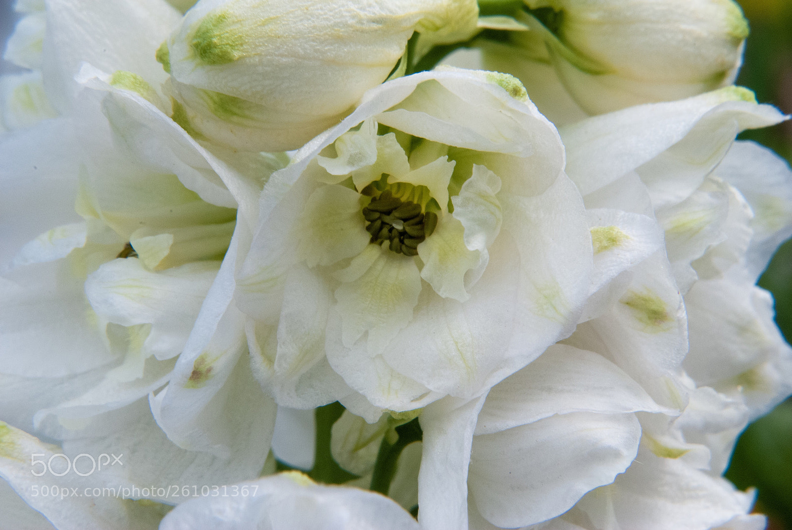 Nikon D3000 sample photo. Looks like wedding flowers photography