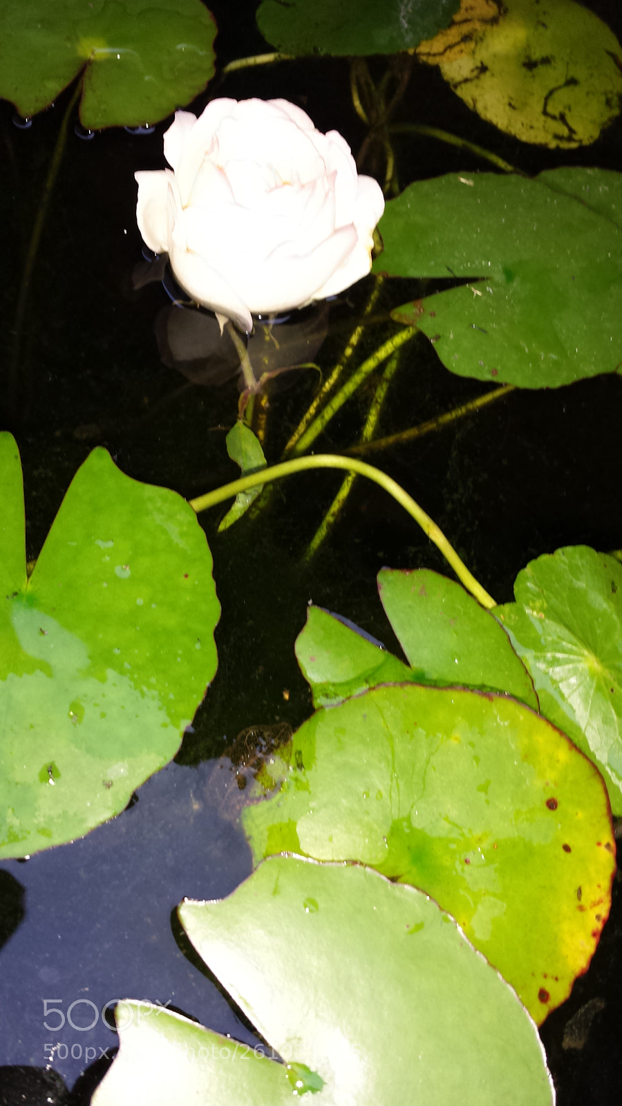 Samsung Galaxy S4 sample photo. Untitled photography