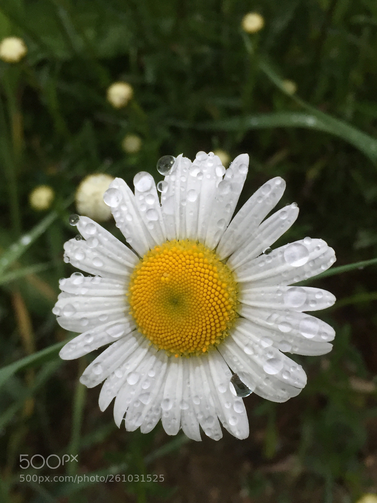 Apple iPhone 6 sample photo. Gorgeous flower photography