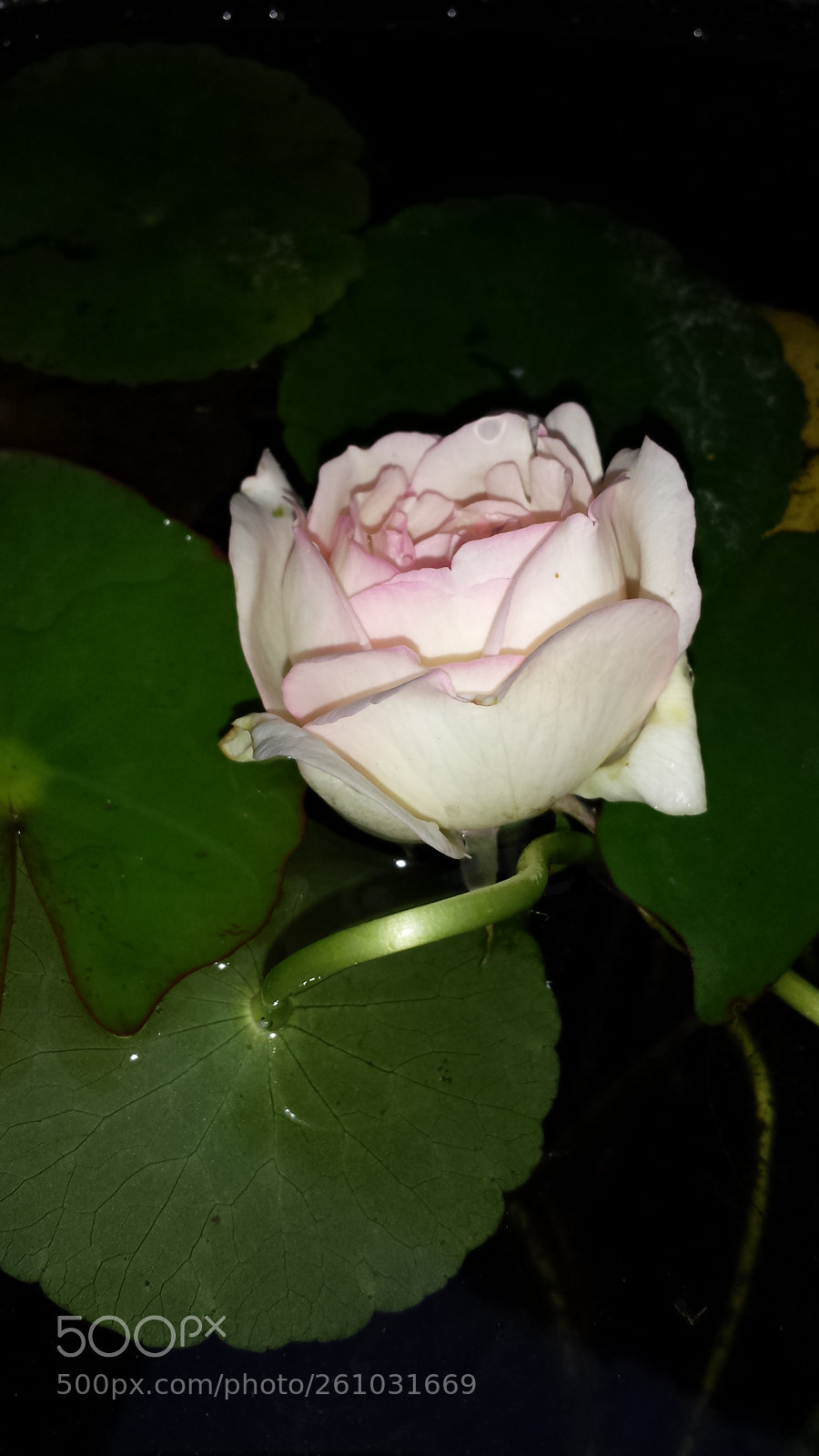 Samsung Galaxy S4 sample photo. Untitled photography