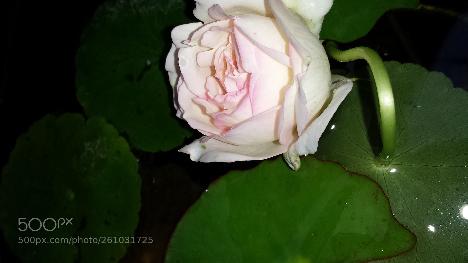 Samsung Galaxy S4 sample photo. Untitled photography