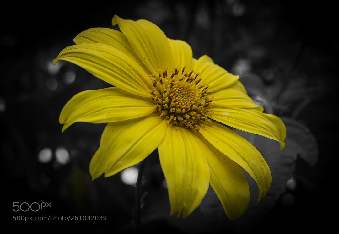 Canon EOS 700D (EOS Rebel T5i / EOS Kiss X7i) sample photo. Yellow wildflower photography