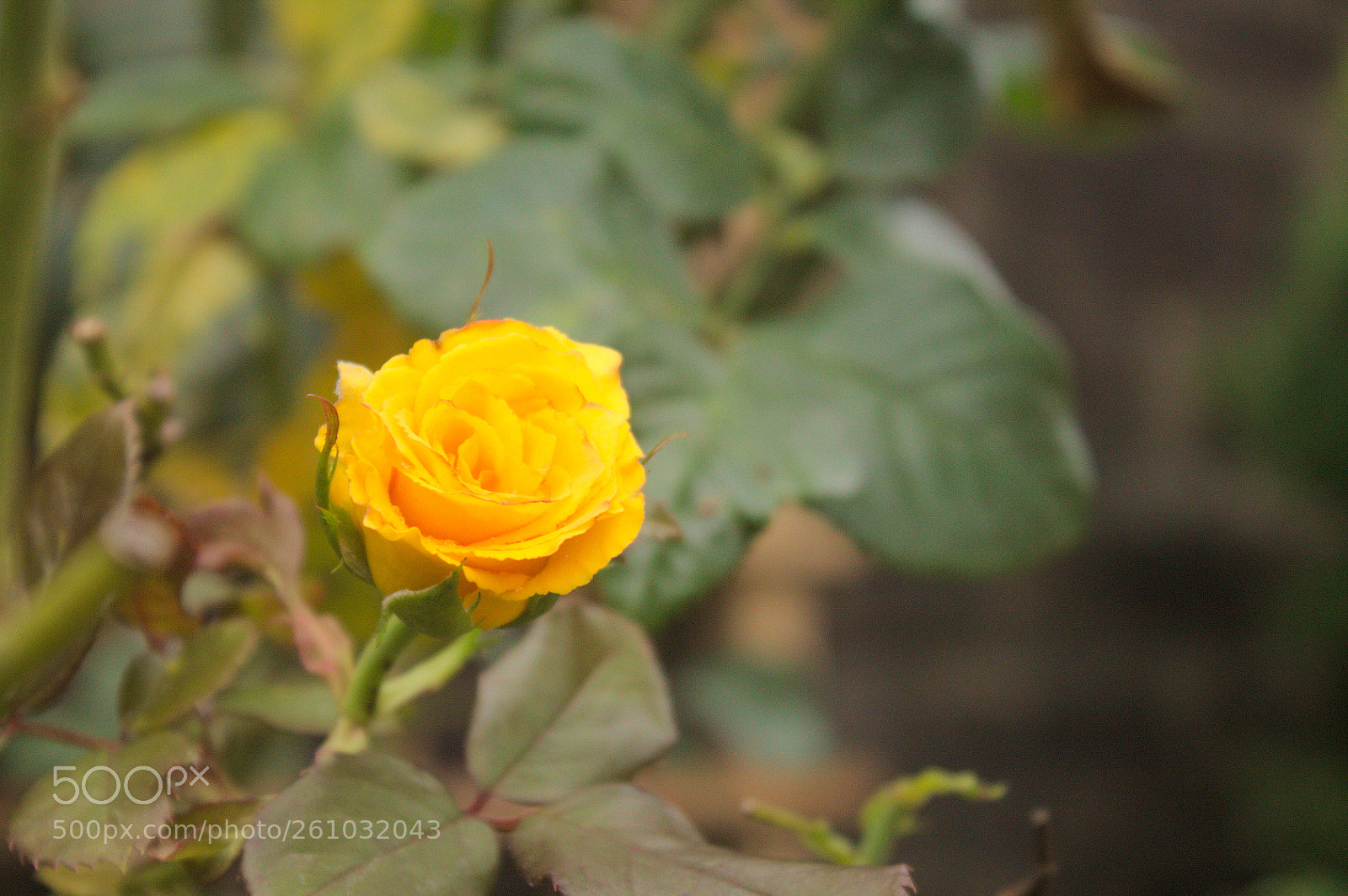 Canon EOS 1100D (EOS Rebel T3 / EOS Kiss X50) sample photo. "perfect yellow" photography