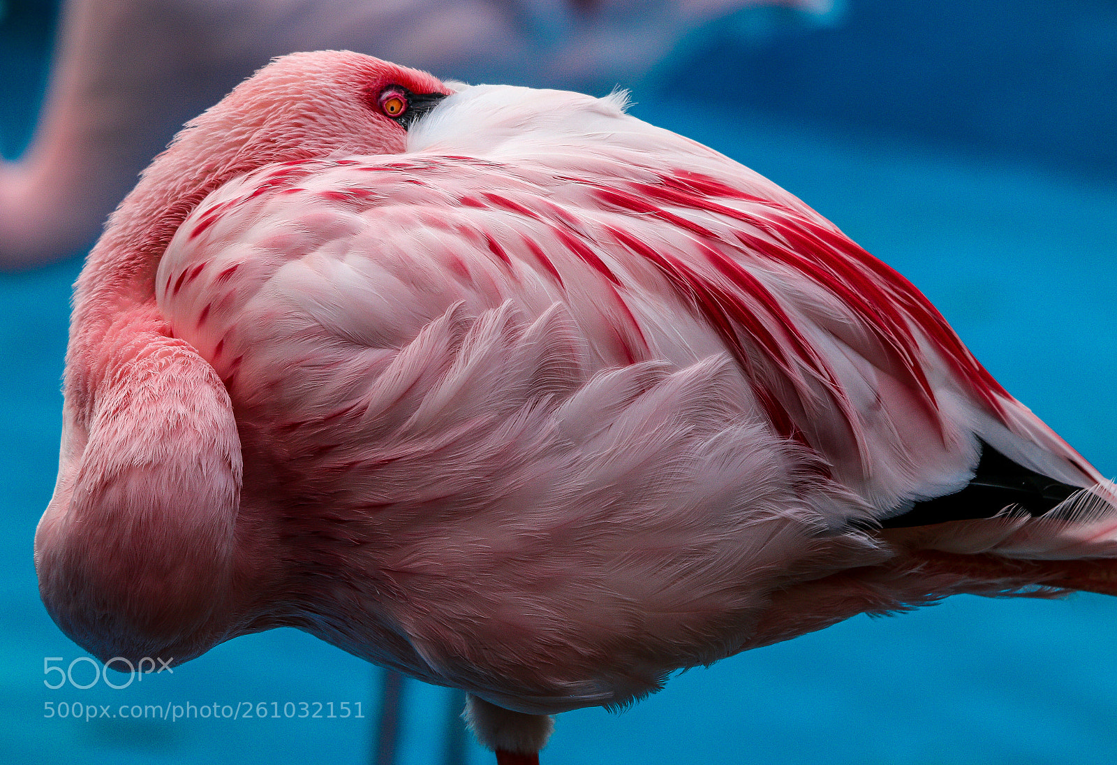 Canon EOS 70D sample photo. Pink flamingo photography