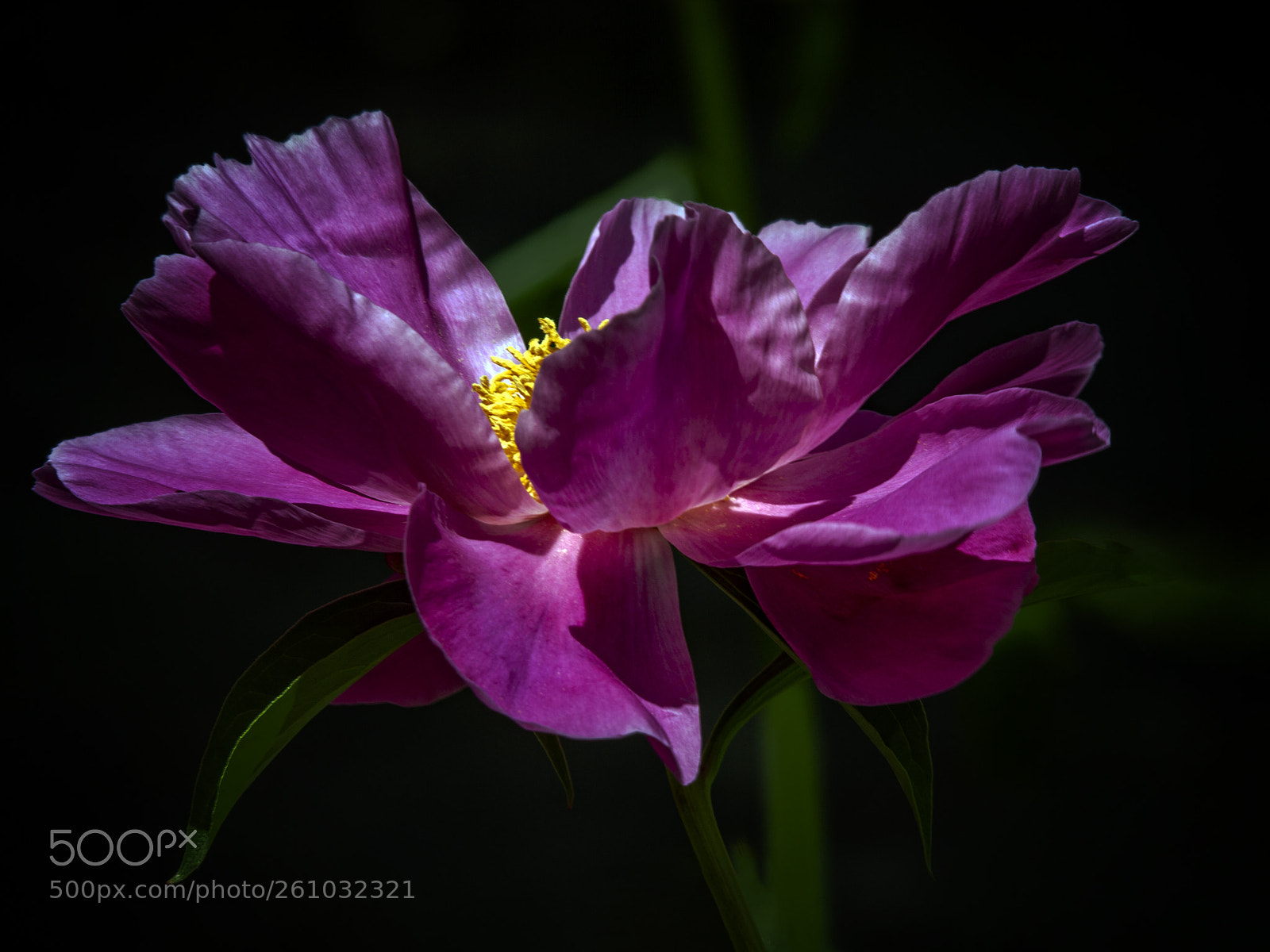Canon EOS 7D sample photo. Peony photography