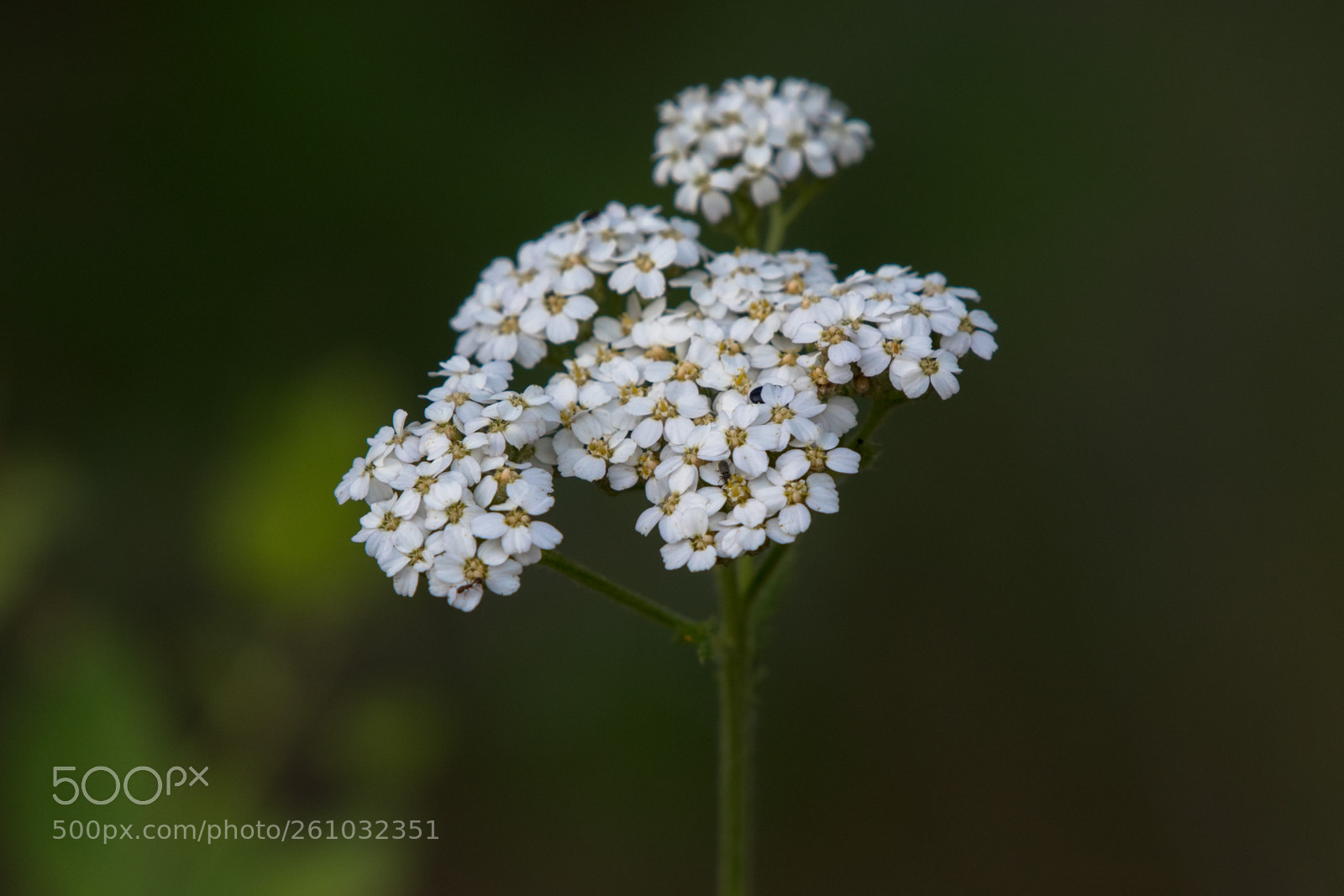 Nikon D500 sample photo. Yarrow photography