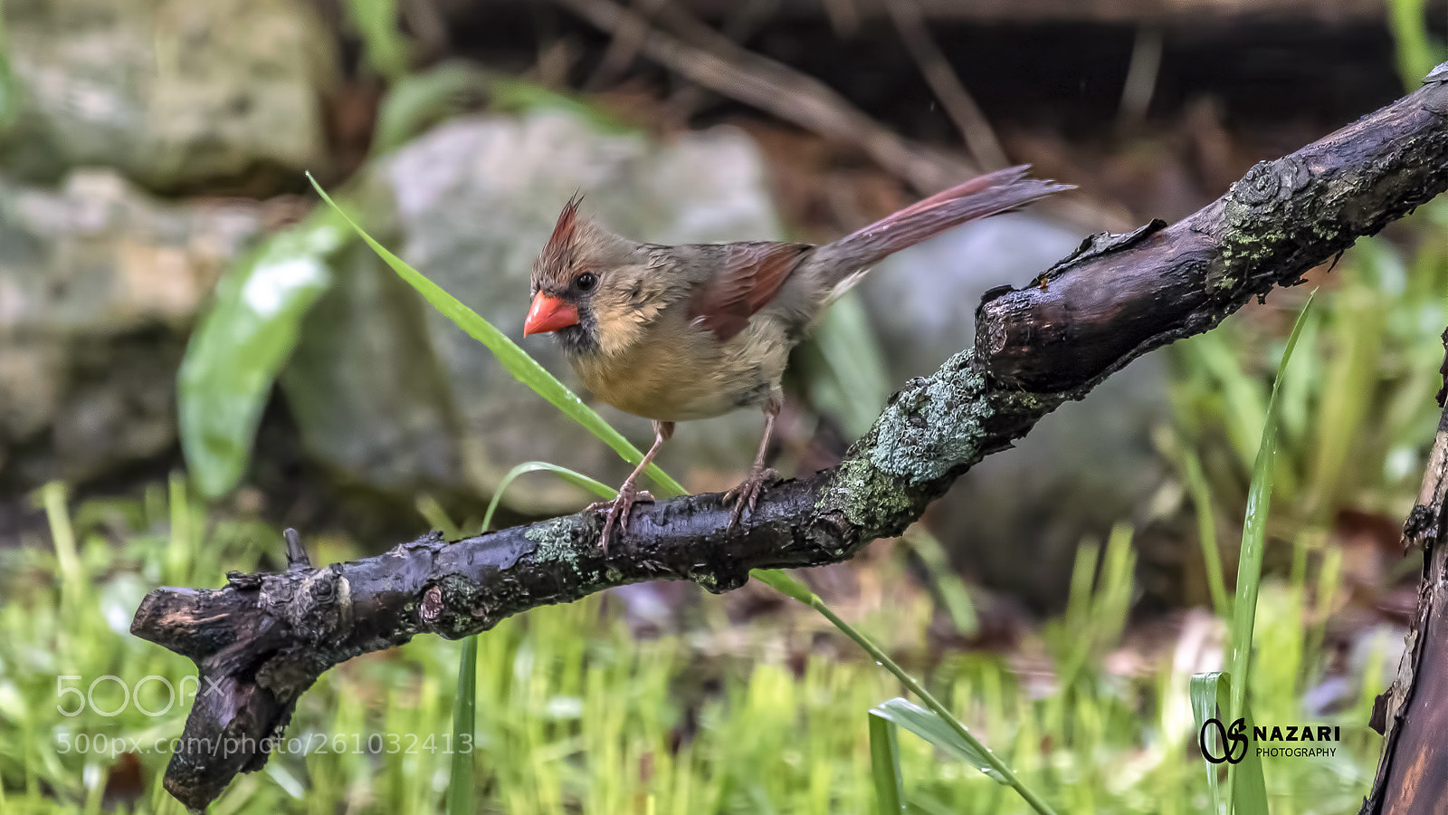 Canon EOS 7D Mark II sample photo. Cardinal photography