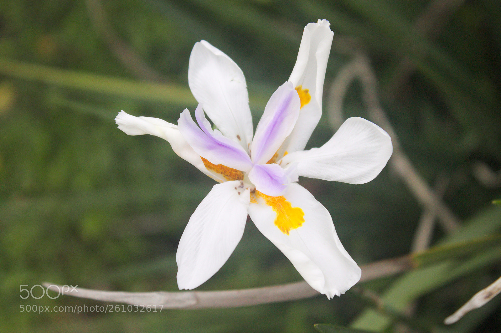 Canon EOS 1100D (EOS Rebel T3 / EOS Kiss X50) sample photo. "ghost flower" photography