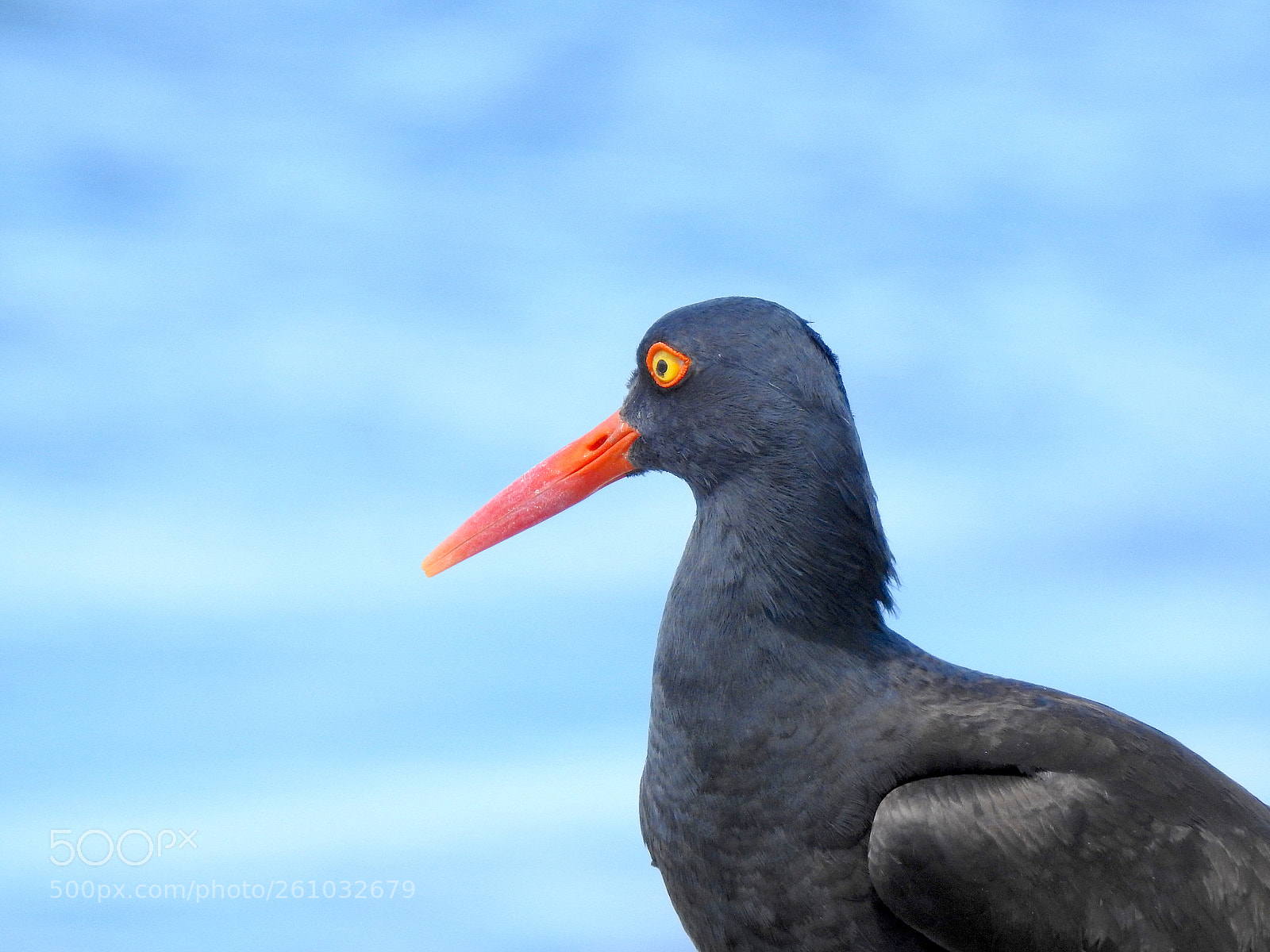 Nikon Coolpix P900 sample photo. Oystercatcher photography