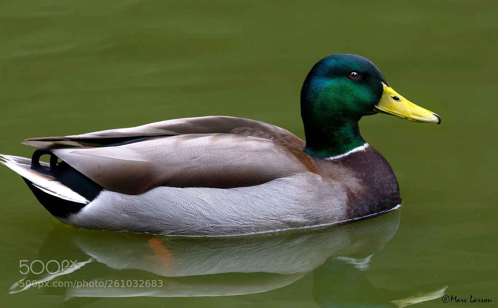 Canon EOS 6D sample photo. Mallard photography