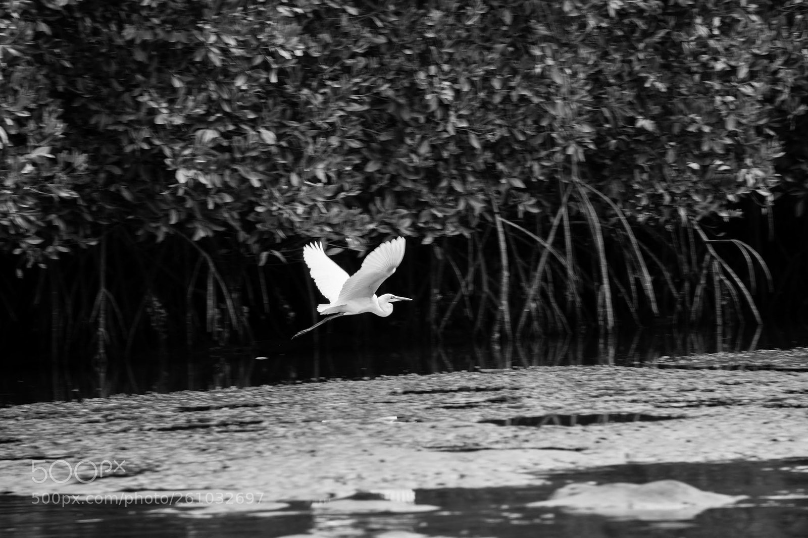 Sony a6000 sample photo. On the river gambia photography