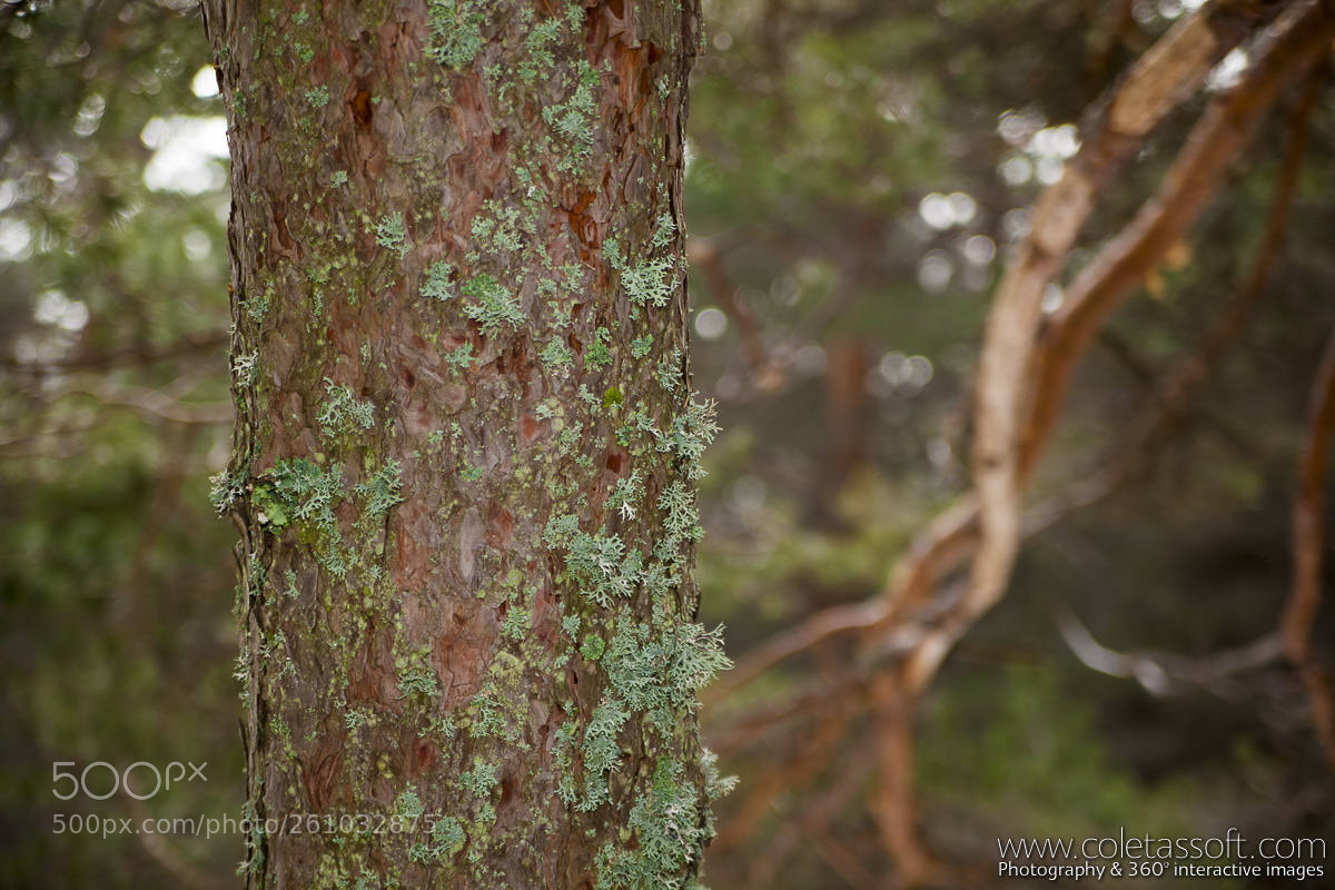 Canon EOS 5D Mark II sample photo. Navafria 04 photography