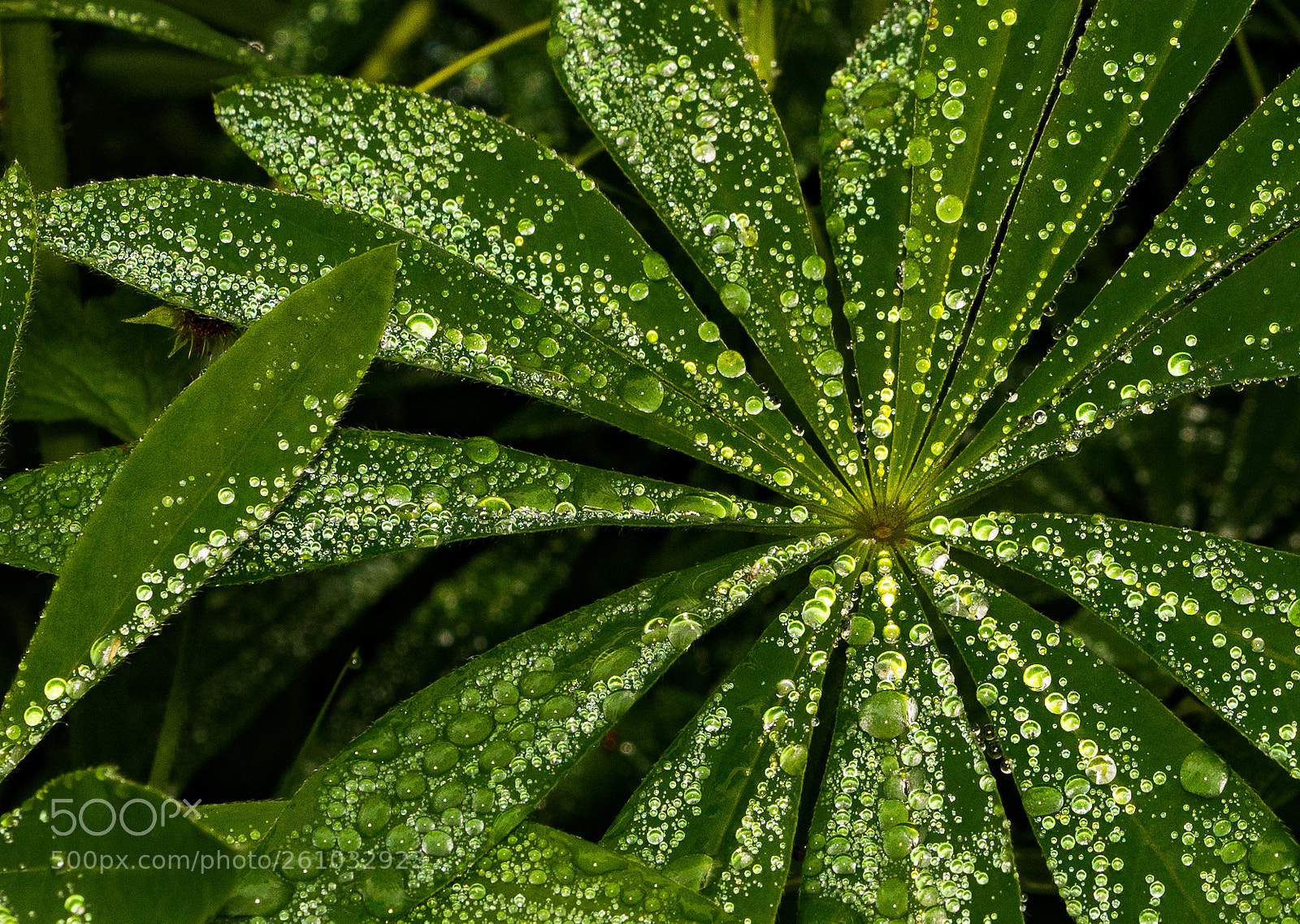 Sony a6300 sample photo. Water droplets photography