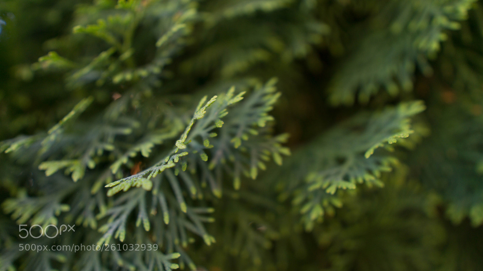 Sony a6000 sample photo. Greeny photography