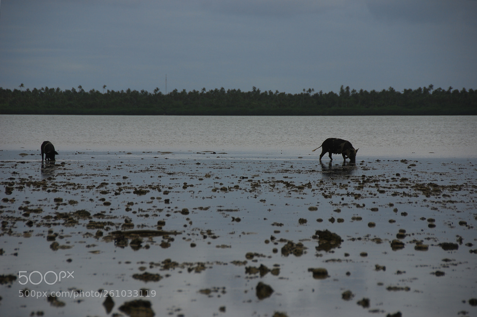 Nikon D80 sample photo. Sea pigs.  tonga photography