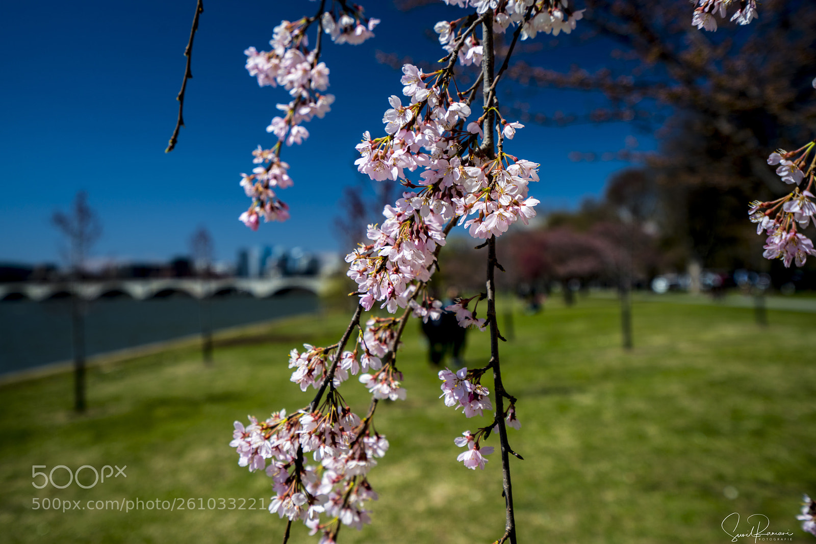 Sony a7R II sample photo. Cherry blossom photography