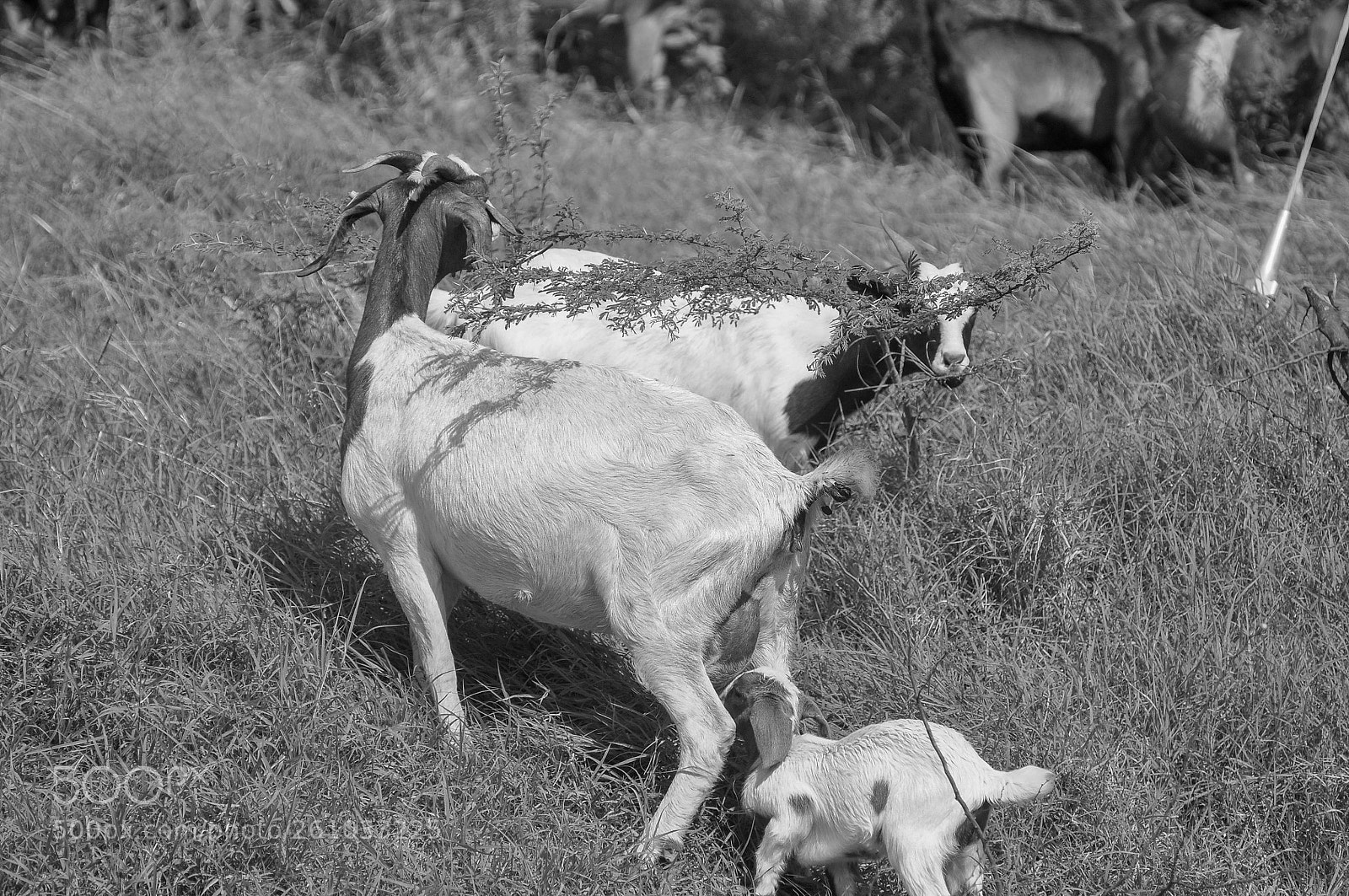 Nikon D90 sample photo. Family of goats photography