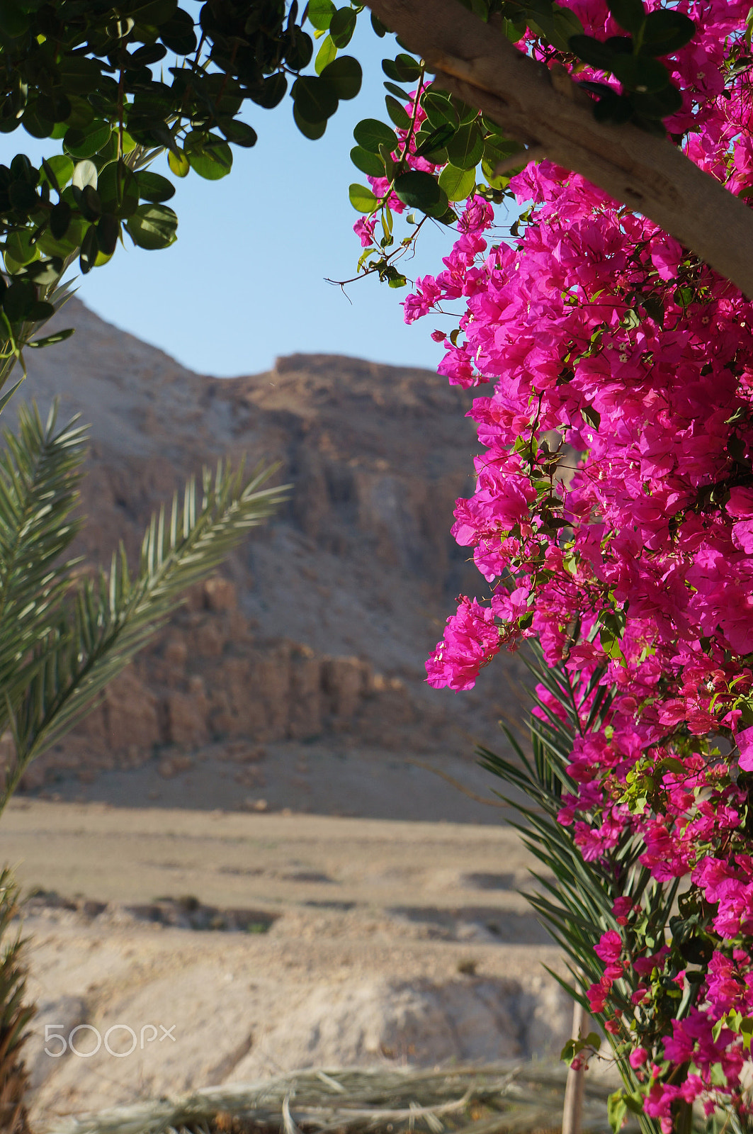 Sony E 18-55mm F3.5-5.6 OSS sample photo. Color at qumran photography