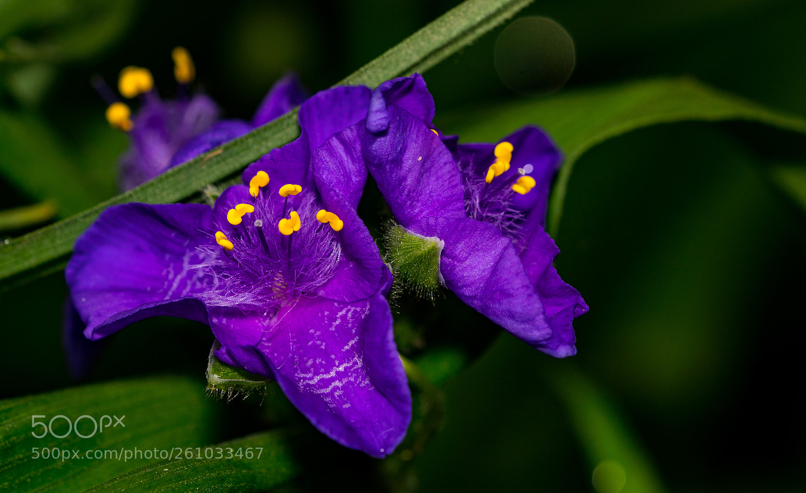 Sony a6300 sample photo. Purple photography