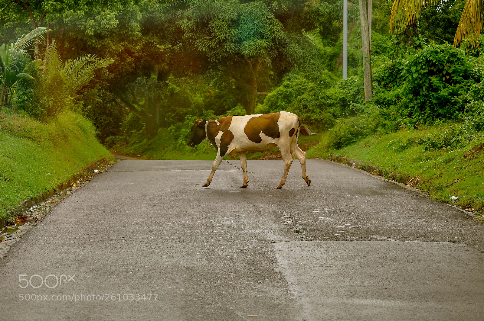 Nikon D90 sample photo. The cow photography