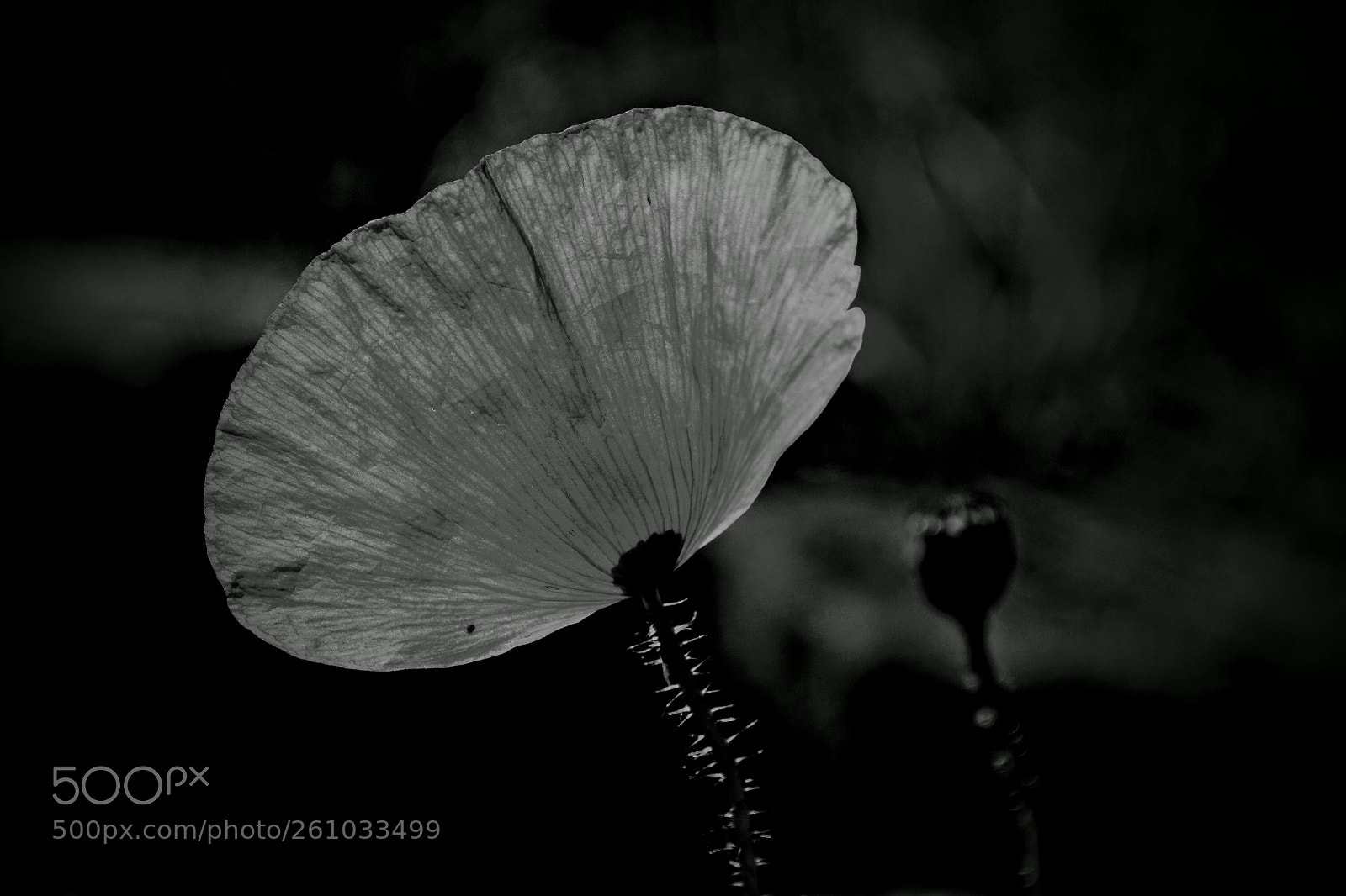 Nikon D3100 sample photo. Poppy photography