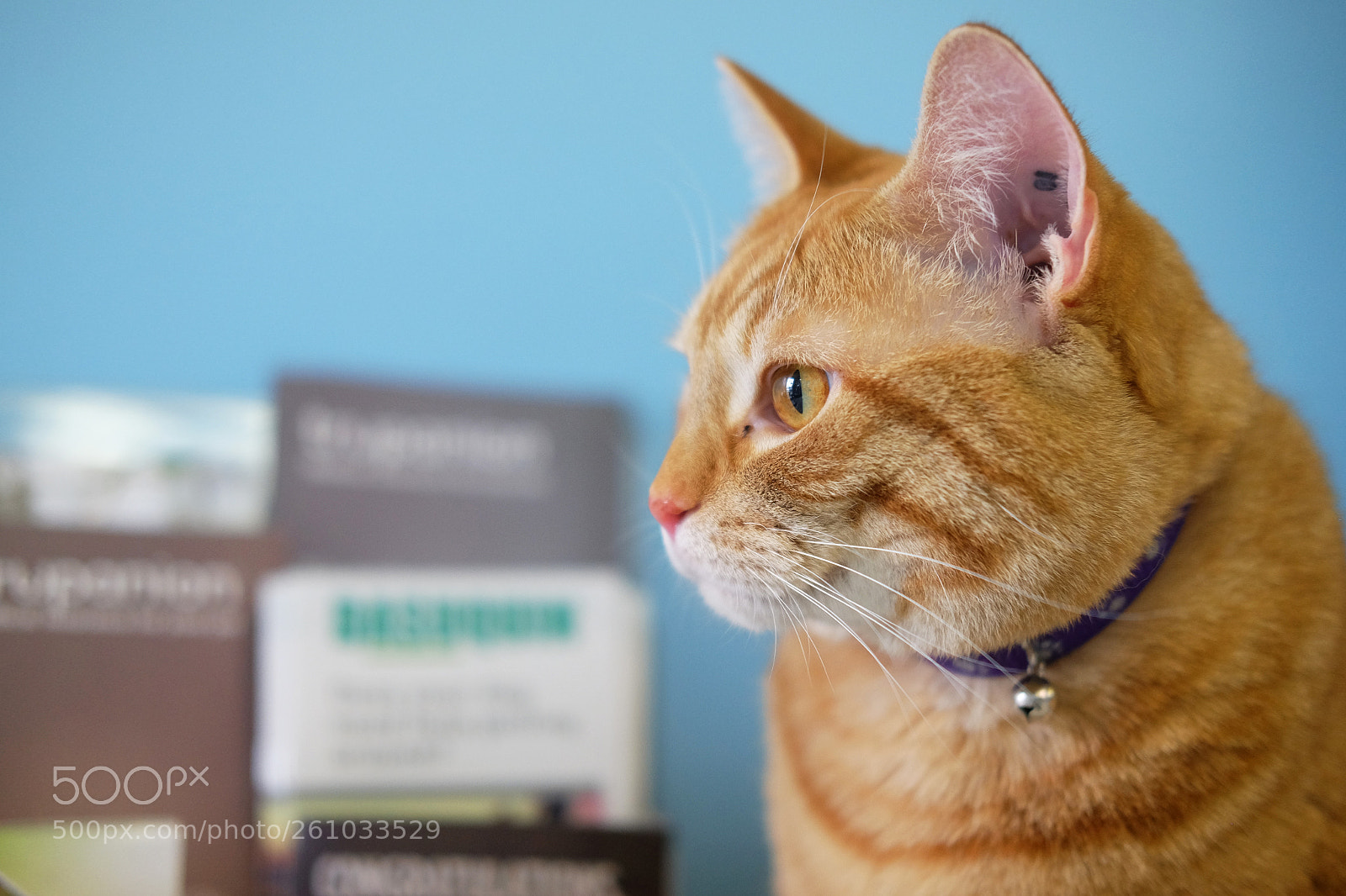 Fujifilm X-T1 sample photo. Seeing the vet and photography