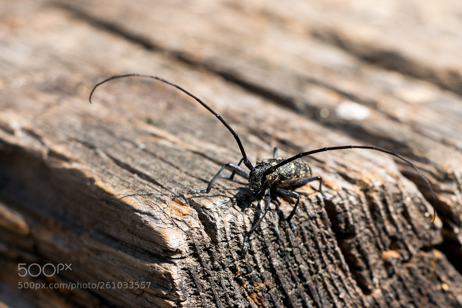 Canon EOS 80D sample photo. Beetle with large antennas photography