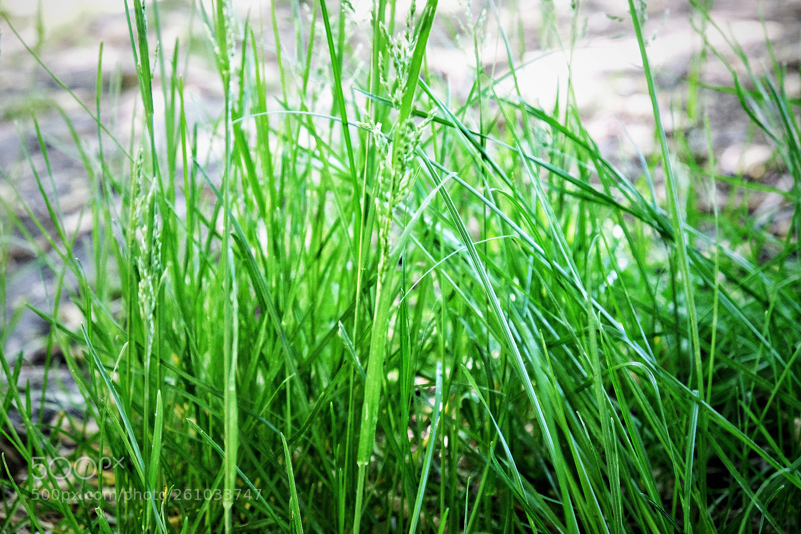 Fujifilm X-T10 sample photo. Corwina park morrison colorado 6 /2 /18 photography