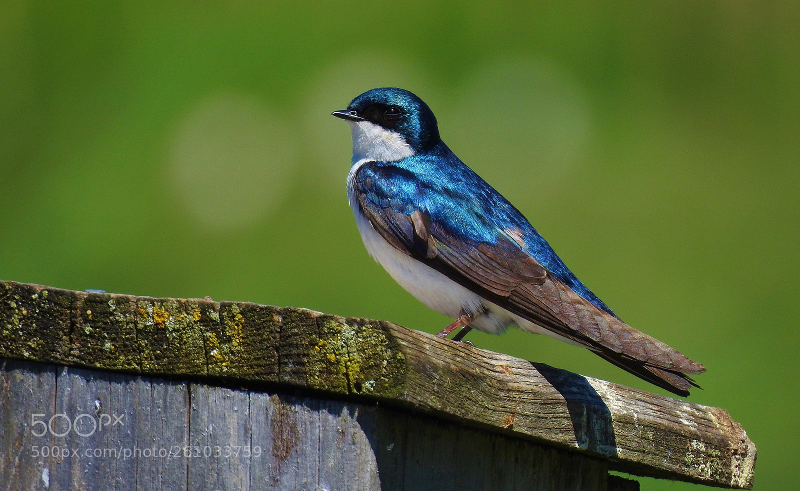 Nikon Coolpix P900 sample photo. Swallow, botanical gardens, montr photography