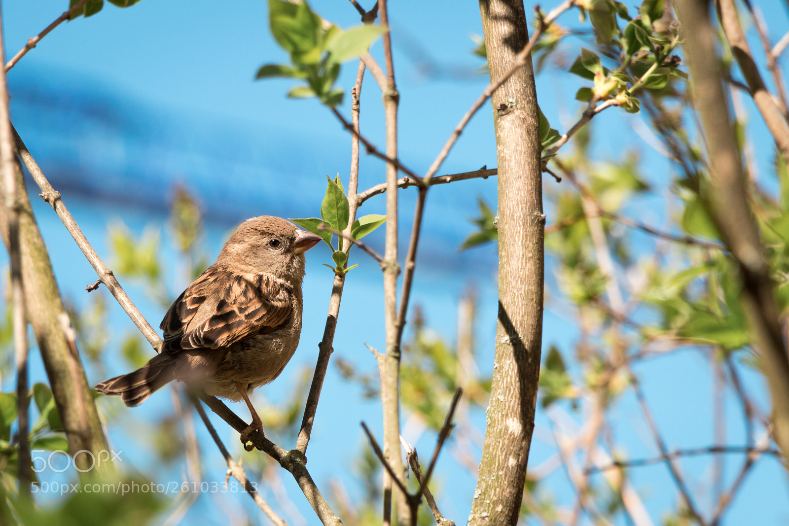 Canon EOS 80D sample photo. Little bird in city photography