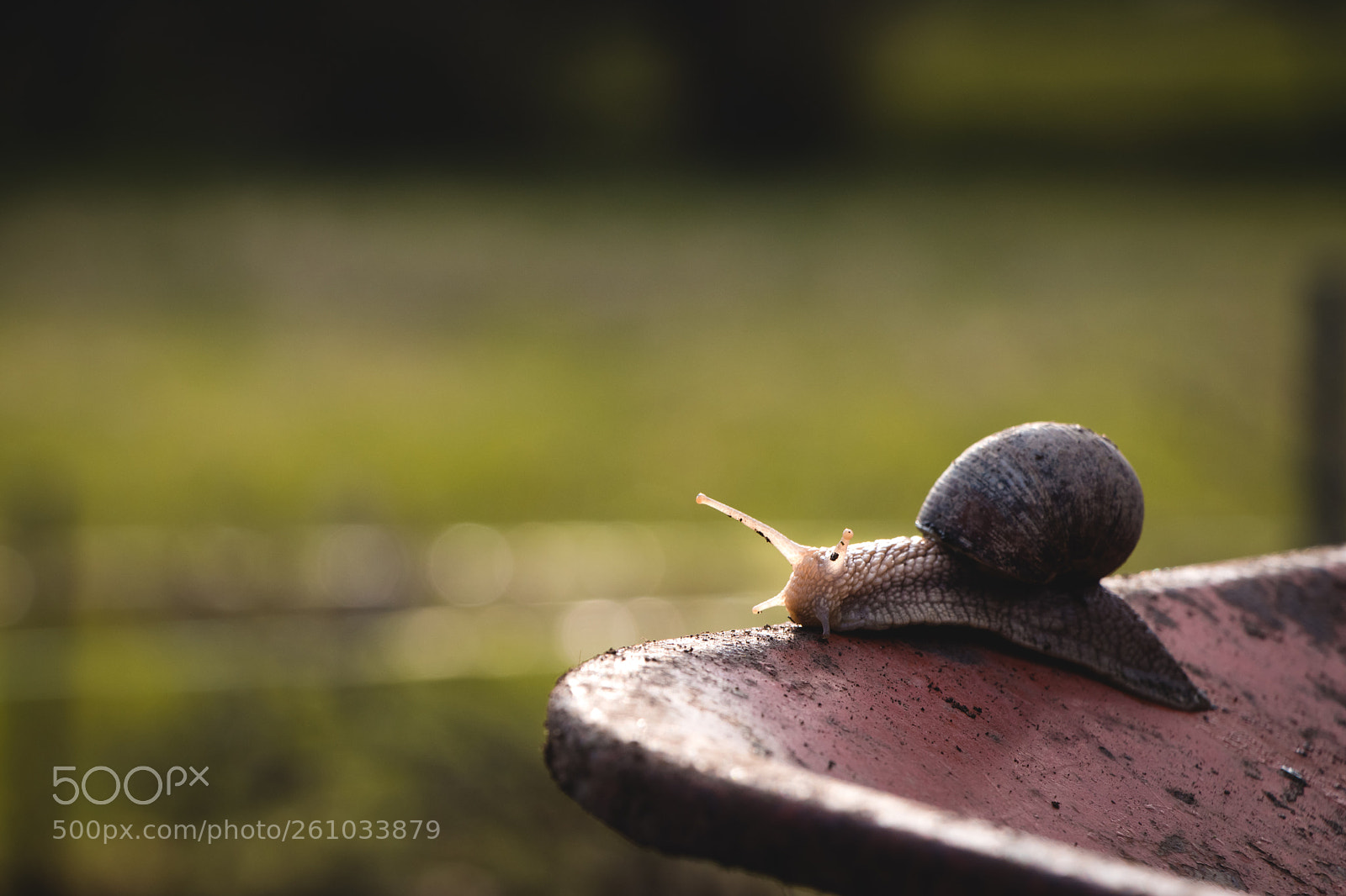 Canon EOS 80D sample photo. Snail on a wheelbarrow photography