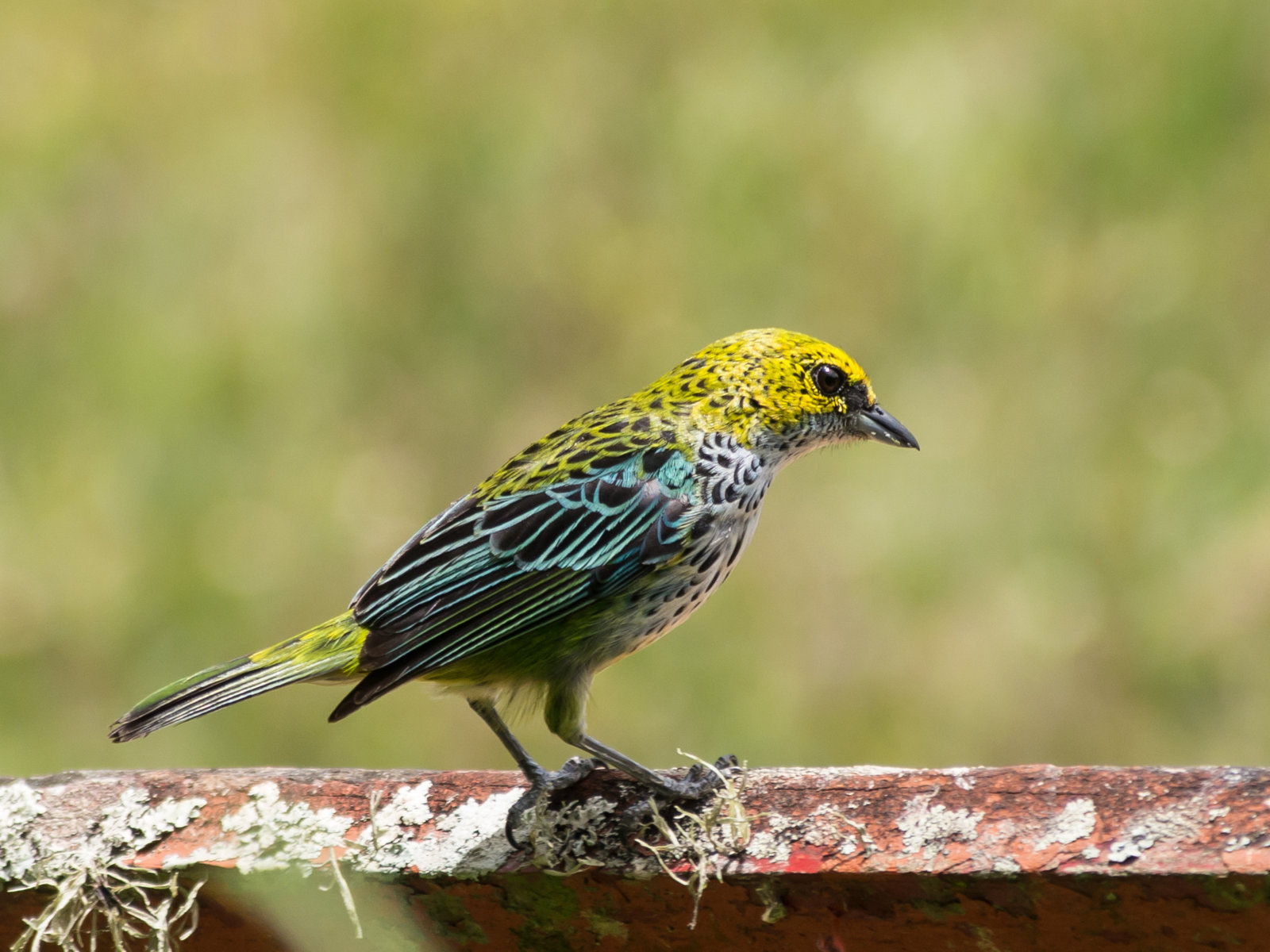 Panasonic Lumix DMC-G5 sample photo. Colurful bird at the garden (speckled tanager) photography