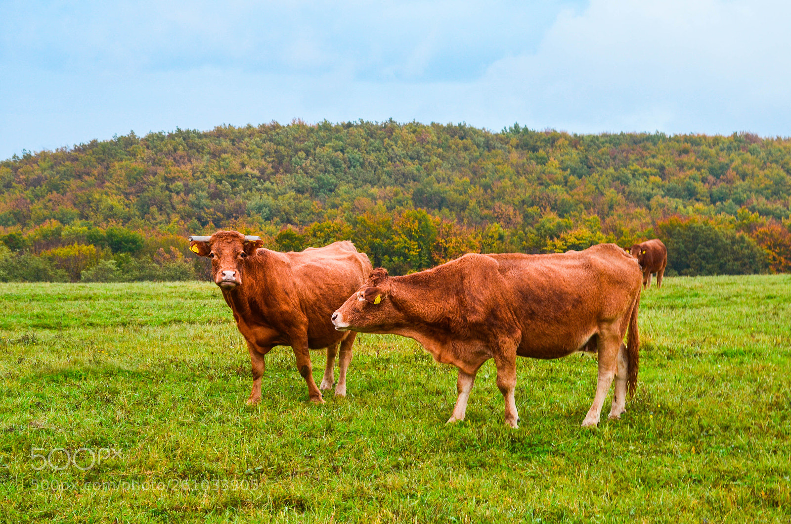 Nikon D5100 sample photo. In nature photography