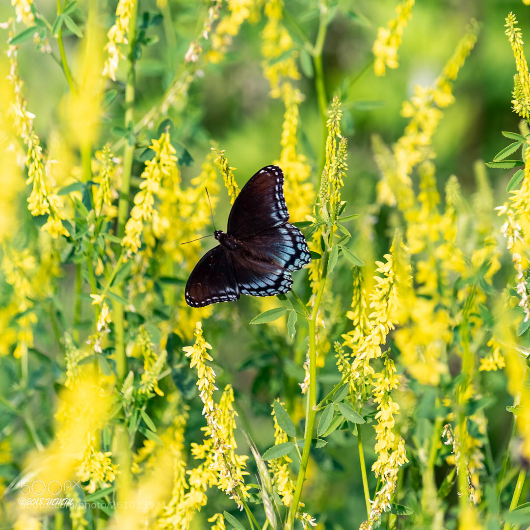 Canon EOS 77D (EOS 9000D / EOS 770D) sample photo. Butterfly in sea of photography