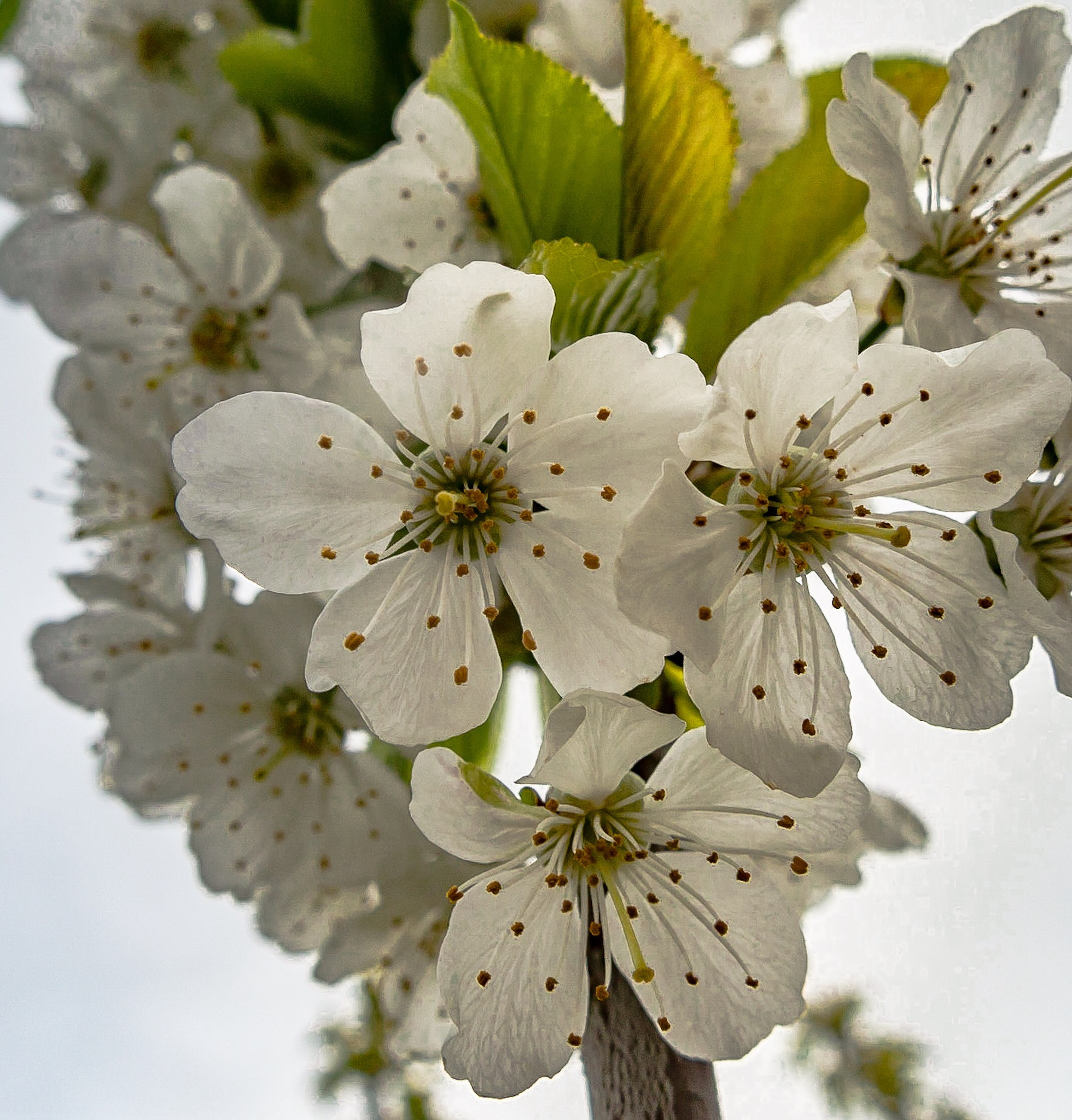 Canon PowerShot G1 X Mark II sample photo. Cherries coming! photography